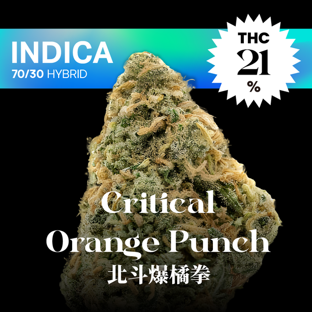 北斗爆橘拳｜Critical Orange Punch