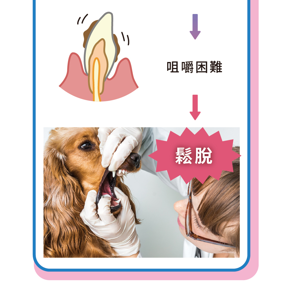 寵物潔牙，寵物口腔，潔牙凝露，咀嚼困難，牙齒鬆脫