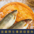 【就是愛海鮮】宜蘭野生爆卵母香魚920g/盒 3-8隻(隨機出貨) 燒烤/煎/醬燒 [量大可配合批發/團購]_1