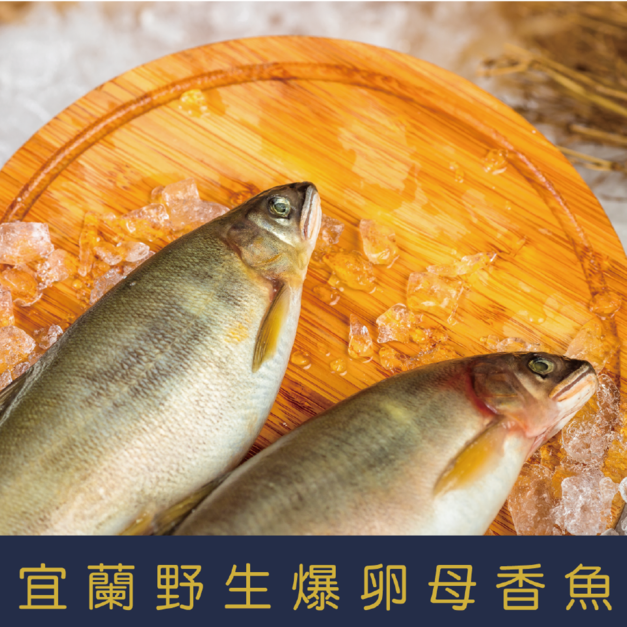 【就是愛海鮮】宜蘭野生爆卵母香魚920g/盒 3-8隻(隨機出貨) 燒烤/煎/醬燒 [量大可配合批發/團購]