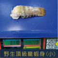 野生頂級龍蝦身(100g±5%)_1