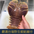 當季限量!!!台灣東北角現撈蝦蛄撇仔，媲美龍蝦肉的紮實口感 (數量有限售完為止)_2