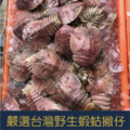 當季限量!!!台灣東北角現撈蝦蛄撇仔，媲美龍蝦肉的紮實口感 (數量有限售完為止)_6