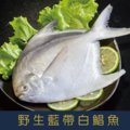 特選鮮嫩藍帶白鯧魚400g-500g/尾