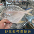 特選鮮嫩藍帶白鯧魚400g-500g/尾_1
