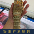 【就是愛海鮮】野生極品生鮮凍龍蝦400-450g±10%/隻 [量大可配合批發/團購]_1