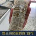 野生頂級龍蝦身7盎司