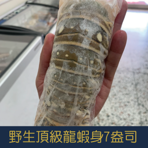 野生頂級龍蝦身7盎司