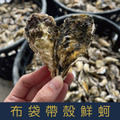 【就是愛海鮮】東石帶殼鮮蚵(600g/斤)建議冷藏單出貨 限量發售-每日現撈/產地直送 [量大可配合批發/團購]_1