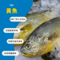【就是愛海鮮】極品現流黃魚350g±10%【冷凍真空出貨】營養十分豐富的魚類！肉質細嫩厚實! [量大可配合批發/團購]_3