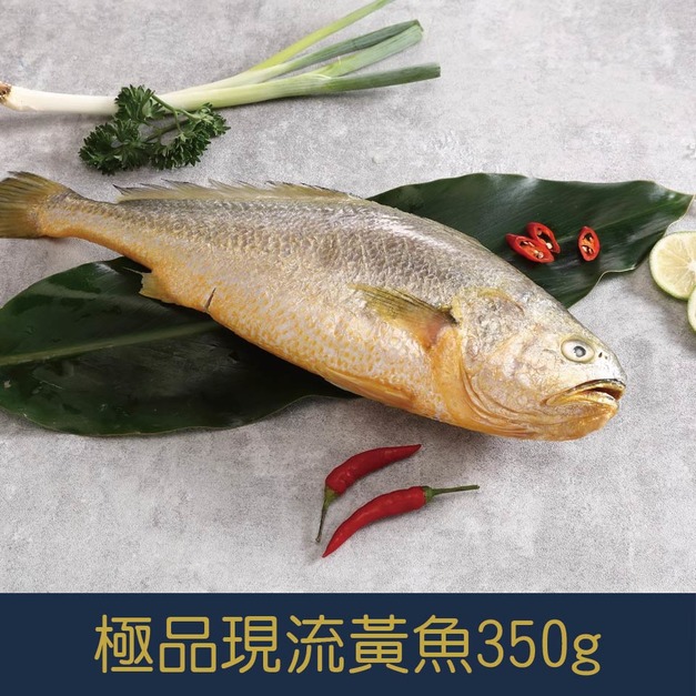 【就是愛海鮮】極品現流黃魚350g±10%【冷凍真空出貨】營養十分豐富的魚類！肉質細嫩厚實! [量大可配合批發/團購]
