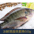 【就是愛海鮮】冰鮮-現殺吳郭魚 500g±10%鮮味美 並富含多種營養 烤魚最佳選擇[量大可配合批發/團購]