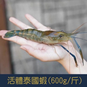 【就是愛海鮮】活體泰國蝦(600g/斤)-每日現撈/產地直送 [量大可配合批發/團購]