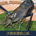 【就是愛海鮮】活體泰國蝦公蝦 (600g/斤)-每日現撈/產地直送 [量大可配合批發/團購]
