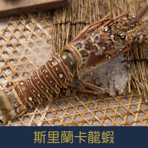 【就是愛海鮮】斯里蘭卡龍蝦 400~450g/隻 燒烤/火鍋/蒸 一人一隻超霸氣 烤肉首選 [量大可配合批發/團購)