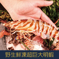 【就是愛海鮮】野生鮮凍超巨大明蝦5尾/430g Q彈的肉感讓人吃了就像戀愛了 [量大可配合批發/團購]