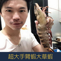 【就是愛海鮮】超大手臂蝦大草蝦7-8p 1kg±10% 燒烤/清蒸/川燙 超像龍蝦的口感 [量大可配合批發/團購]