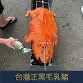 【就是愛海鮮】嚴選超人氣台灣正黑毛乳豬 6-7斤±5% 特製沾醬一瓶是沾醬不是烤肉醬喔！[量大可配合批發/團購]