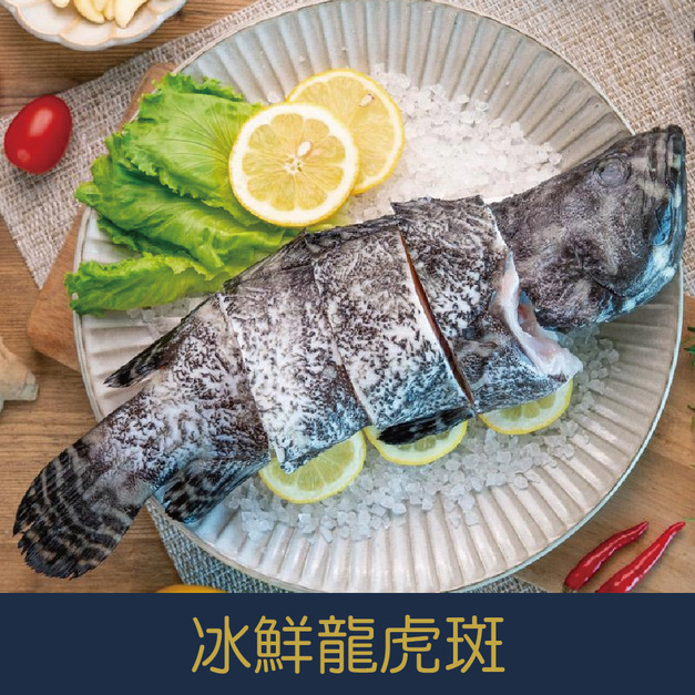 【就是愛海鮮】 冰鮮-龍虎斑550-650g±10% 肉質細嫩[量大可配合批發/團購]
