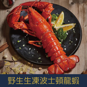 【就是愛海鮮】野生生凍波士頓龍蝦450-500g  產地捕撈後直接快速冷凍[量大可配合批發/團購]