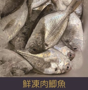 【就是愛海鮮】鮮凍肉鯽魚/肉魚 (2隻/包)200g±10%[量大可配合批發/團購]