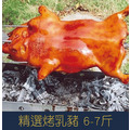 【就是愛海鮮】精選烤乳豬 6-7斤 ±10% (含用具、烤豬架)[量大可配合批發/團購]