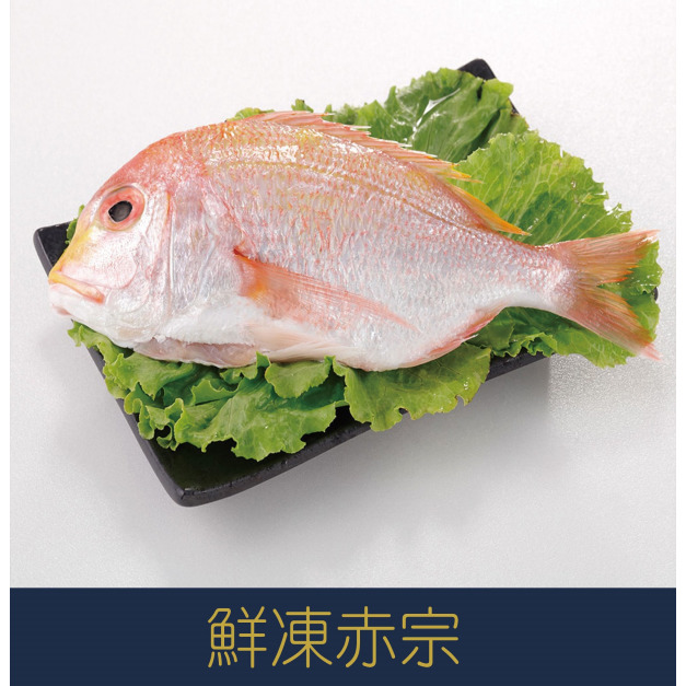 【就是愛海鮮】鮮凍赤宗350-400g±10%[量大可配合批發/團購] 