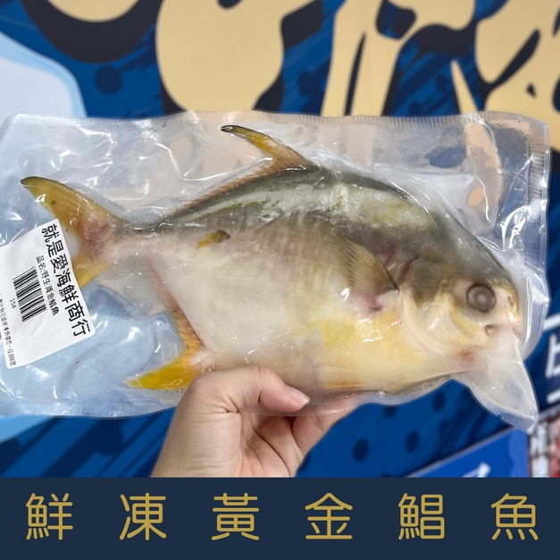【就是愛海鮮】現撈野生大黃金鯧魚 600-700公克 乾煎/油炸 [量大可配合批發/團購]