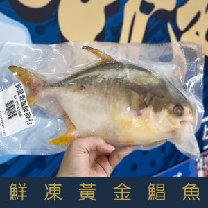 【就是愛海鮮】現撈野生大黃金鯧魚 600-700公克 乾煎/油炸 [量大可配合批發/團購]