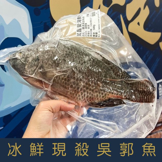 【就是愛海鮮】冰鮮-現殺吳郭魚 500g&plusmn;10%鮮味美 並富含多種營養 烤魚最佳選擇[量大可配合批發/團購]