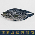 【就是愛海鮮】活體現殺吳郭魚 500g&plusmn;10%【冷凍真空出貨】 鮮味美 並富含多種營養 烤魚最佳選擇[量大可配合批發/團購]