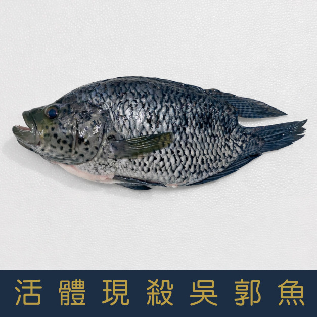 【就是愛海鮮】活體現殺吳郭魚 500g&plusmn;10%【冷凍真空出貨】 鮮味美 並富含多種營養 烤魚最佳選擇[量大可配合批發/團購]