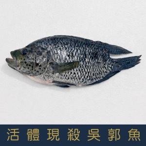 【就是愛海鮮】活體現殺吳郭魚 500g&plusmn;10%【冷凍真空出貨】 鮮味美 並富含多種營養 烤魚最佳選擇[量大可配合批發/團購]