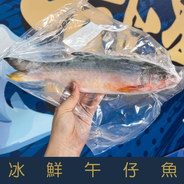 【就是愛海鮮】 午仔魚200-250g【冷凍真空出貨】細嫩鮮美口感綿密[量大可配合批發/團購]