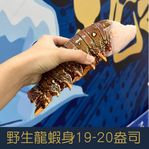 【就是愛海鮮】野生頂級龍蝦身19-20盎司&plusmn;10%單隻[量大可配合批發/團購]