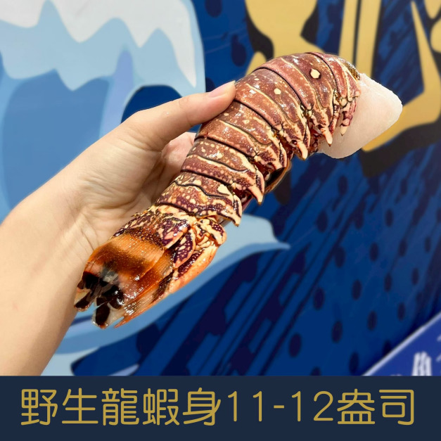 【就是愛海鮮】野生頂級龍蝦身11-12盎司&plusmn;10%單隻[量大可配合批發/團購]