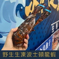 【就是愛海鮮】野生生凍波士頓龍蝦450-500g 產地捕撈後直接快速冷凍[量大可配合批發/團購]