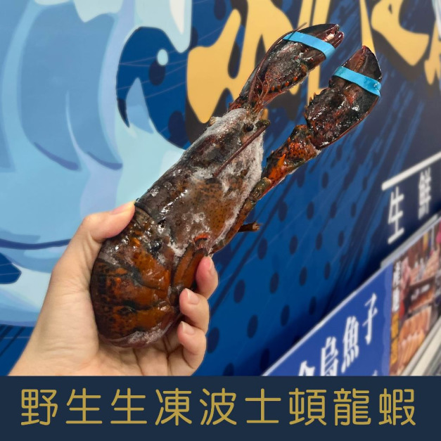 【就是愛海鮮】野生生凍波士頓龍蝦450-500g  產地捕撈後直接快速冷凍[量大可配合批發/團購]