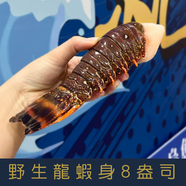 【就是愛海鮮】野生頂級龍蝦身8盎司&plusmn;10%單隻[量大可配合批發/團購]