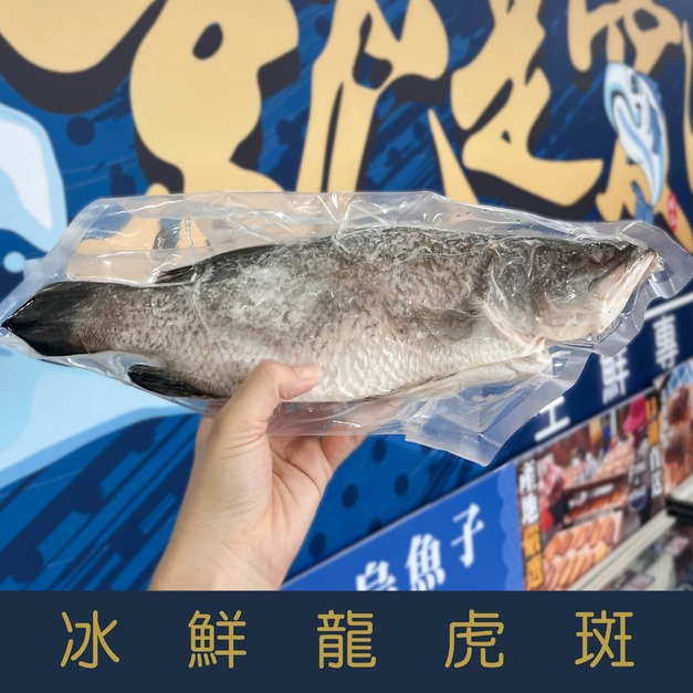 【就是愛海鮮】 冰鮮-龍虎斑550-650g&plusmn;10% 肉質細嫩[量大可配合批發/團購]