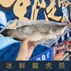 【就是愛海鮮】 冰鮮-龍虎斑550-650g&plusmn;10% 肉質細嫩[量大可配合批發/團購]