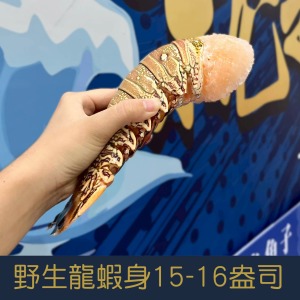 【就是愛海鮮】野生頂級龍蝦身15-16盎司&plusmn;10%單隻[量大可配合批發/團購]