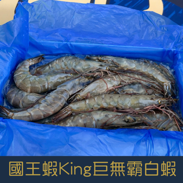 【就是愛海鮮】國王蝦King 凍鮮巨無霸極品超甜白蝦(26/30)如缺貨出同規格不同包裝 [量大可配合批發/團購]