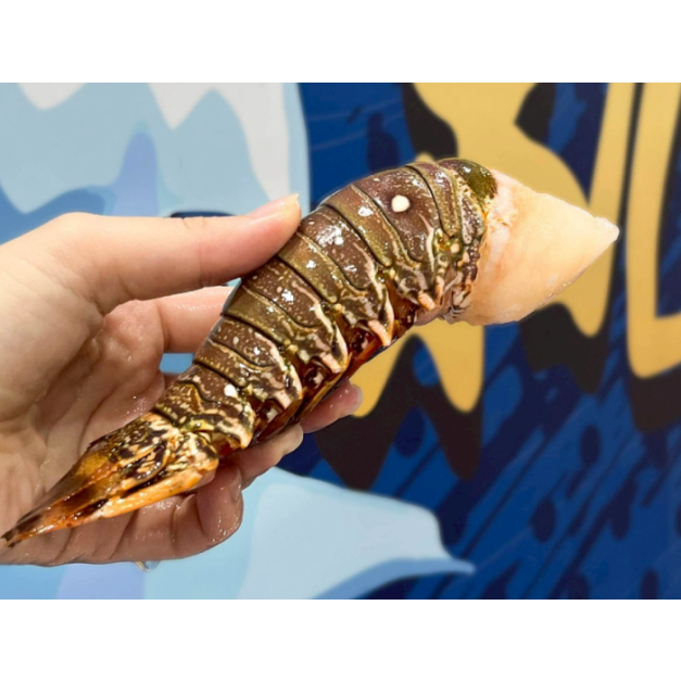 【就是愛海鮮】野生頂級龍蝦身5盎司&plusmn;10%單隻[量大可配合批發/團購]