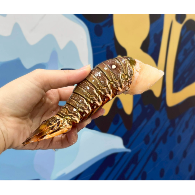 【就是愛海鮮】野生頂級龍蝦身3盎司&plusmn;10%單隻[量大可配合批發/團購]