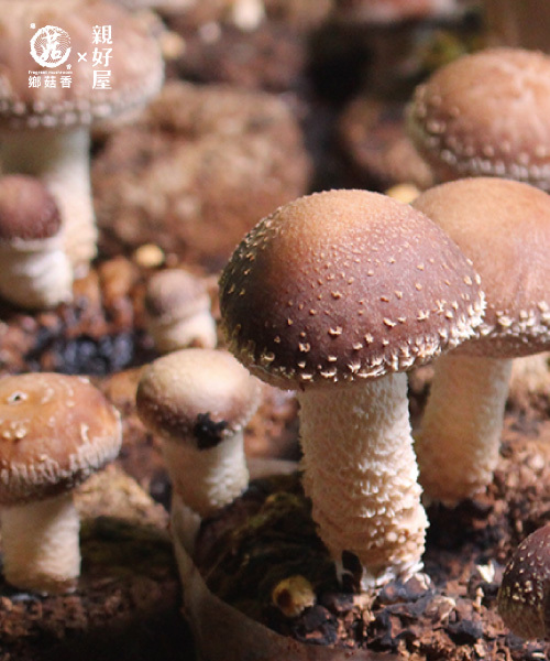 香菇上白色的小點是甚麼?