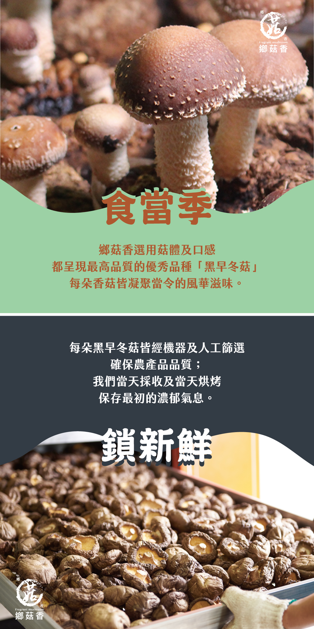 鄉菇香有機香菇採用的品種為黑早冬菇,經過人工篩選、確保農產品品質。