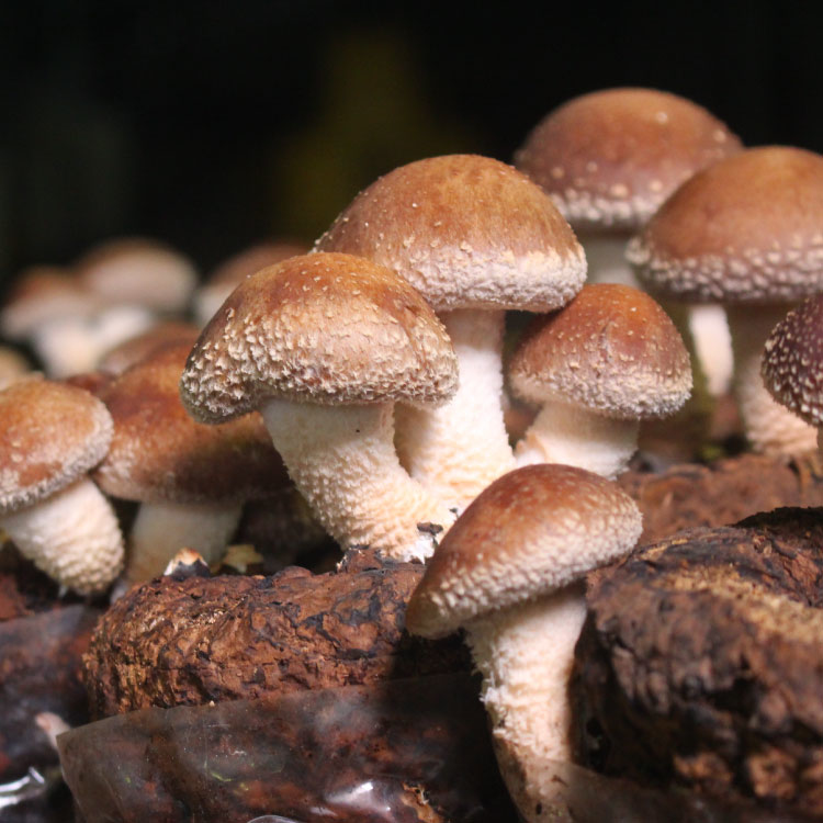新鮮香菇大哉問|如何挑選、保存，一次幫你解答！