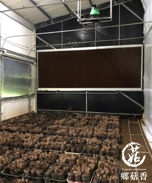 溫室水簾有機香菇，全新改良一年二作！