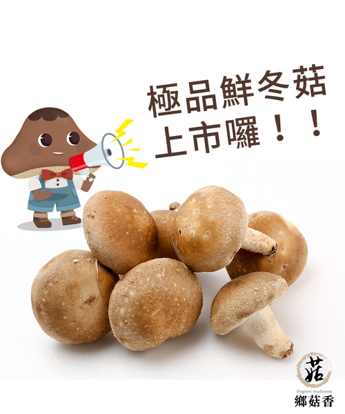 台灣精選超稀少極品鮮冬菇，七公分驚人大小堪比手掌！| 鄉菇香知識家